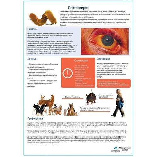 Лептоспироз медицинский плакат глянцевая фотобумага от 200 г/кв. м, размер A1+