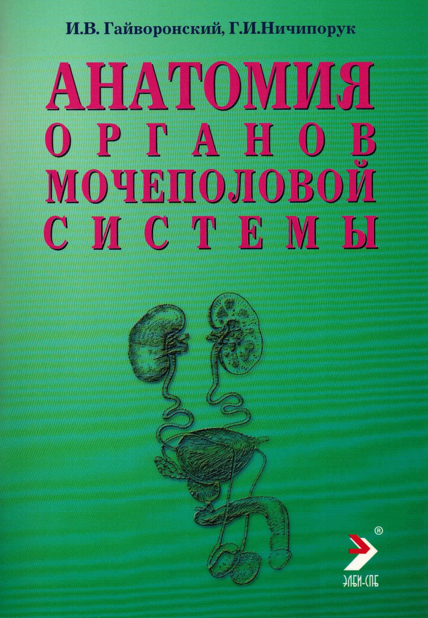 Анатомия органов мочеполовой системы. Учебное пособие