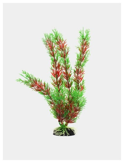 Растение Plant 001 Перестолистник красный 20см - фотография № 2