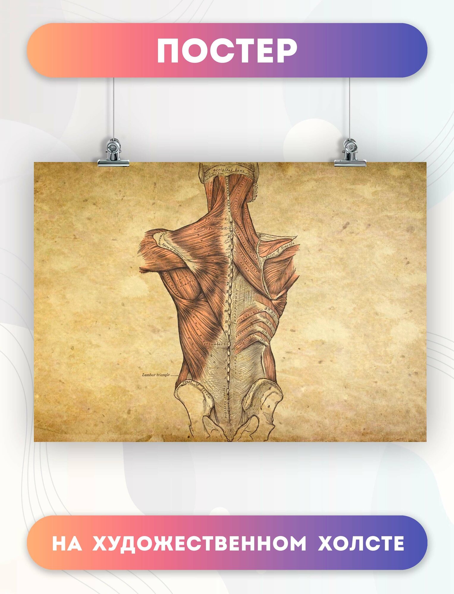 Постер на холсте анатомия мышцы спины биология 30х40 см