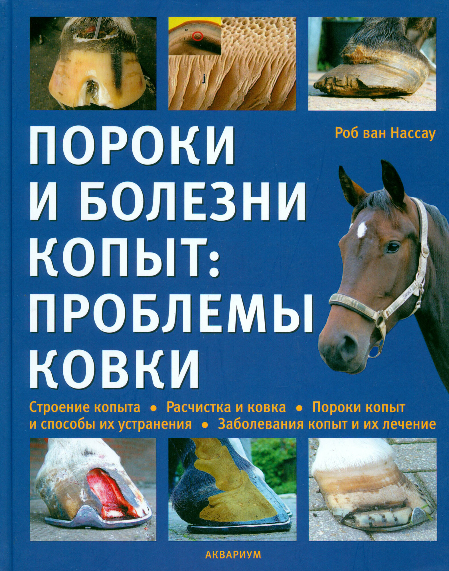 Пороки и болезни копыт: проблемы ковки. Строение копыта. Расчистка и ковка. - фото №2