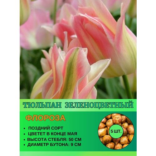 Тюльпан зеленоцветный, луковицы 5 штук