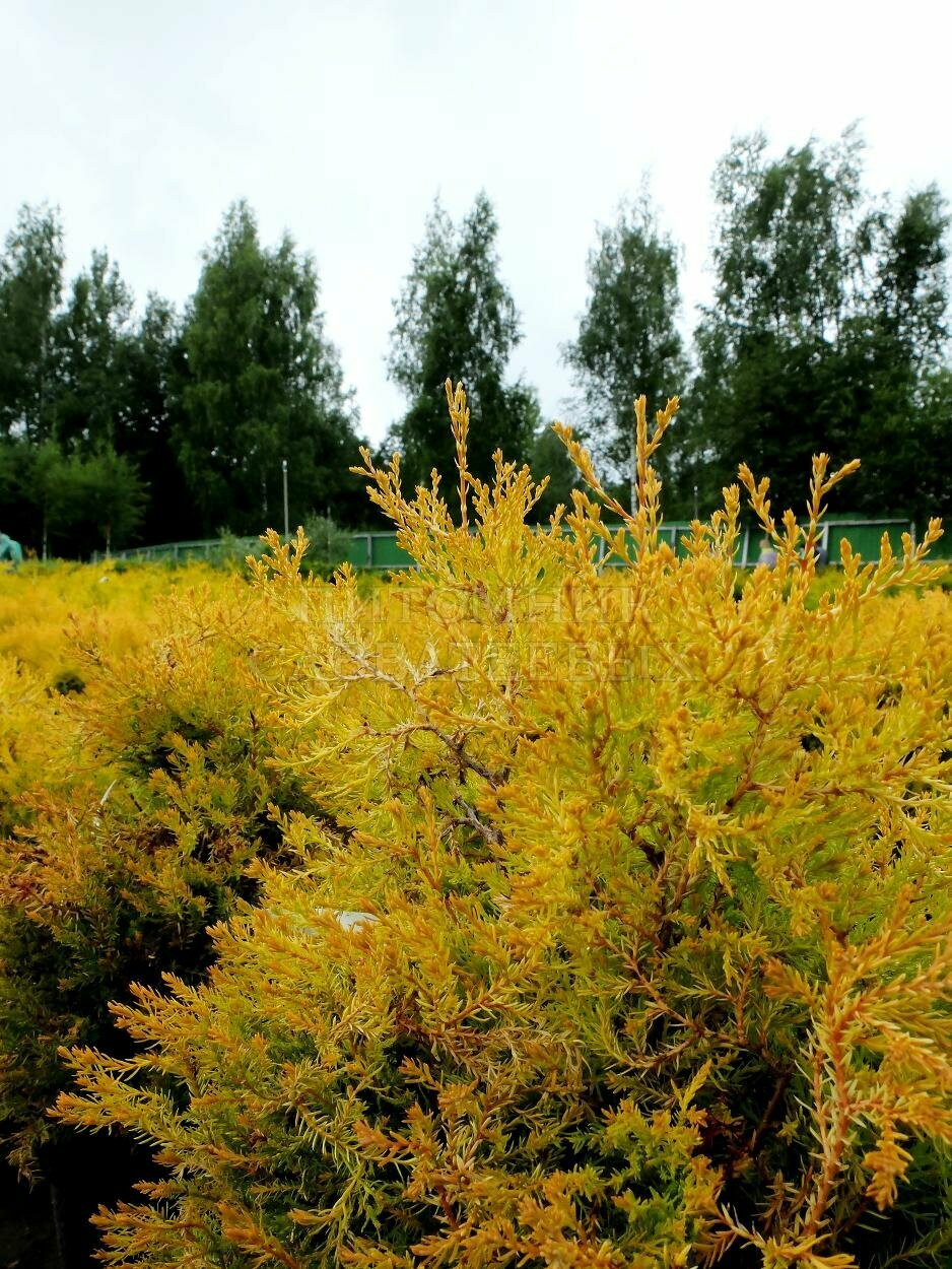 Туя западная Рейнгольд / 1 шт морозостойкий сорт высокорослый