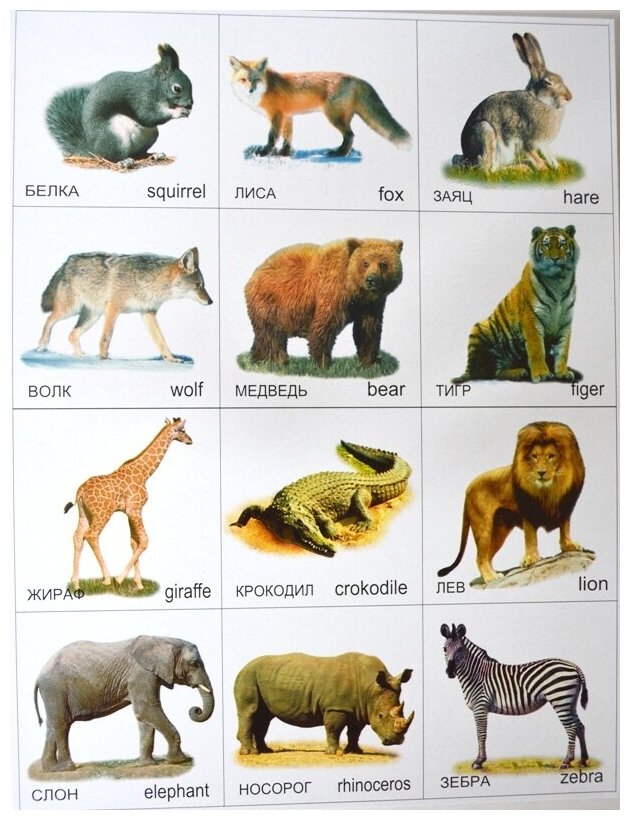 Название животных на русском языке с картинками