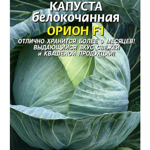 Капуста б/к F1 Орион