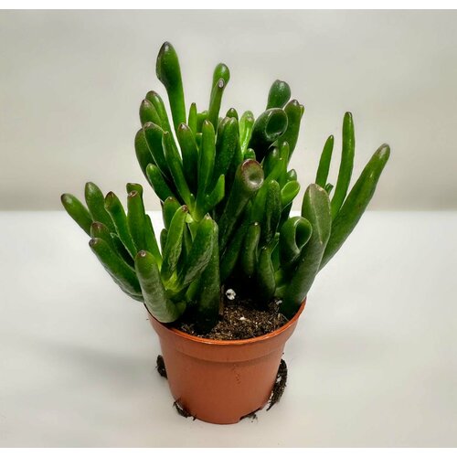 Крассула Хоббит Толстянка Суккулент D-5 820₽