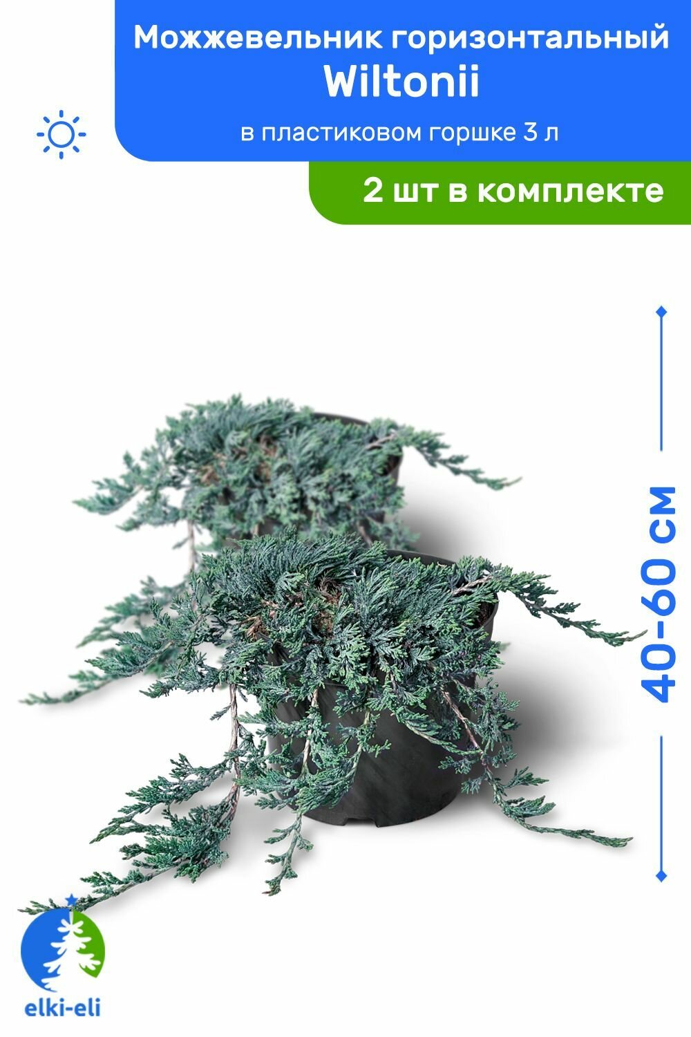 Можжевельник горизонтальный Wiltonii (Вилтони) 40-60 см в пластиковом горшке 3 л, саженец, живое хвойное растение, комплект из 2 шт