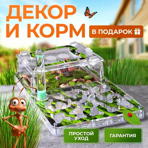 Муравьиная ферма "Мох" + Декор и Корм в подарок! Формикарий для муравьев