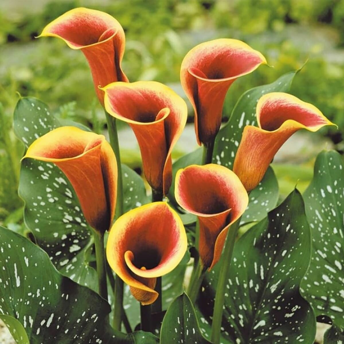 Калла Камео 1шт