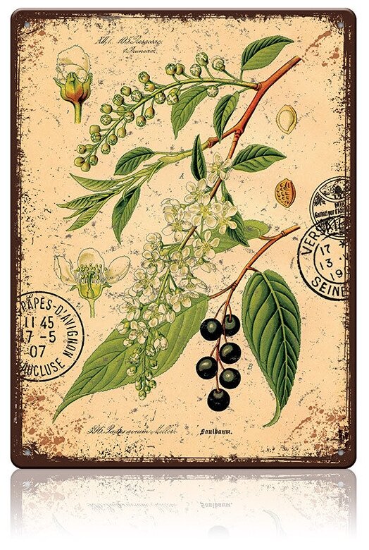 Жестяная табличка Черёмуха металл 30Х40 см