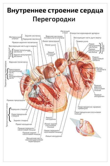Плакат Квинг Внутреннее строение сердца — медицинский плакат 457×610 мм ≈ (А2)