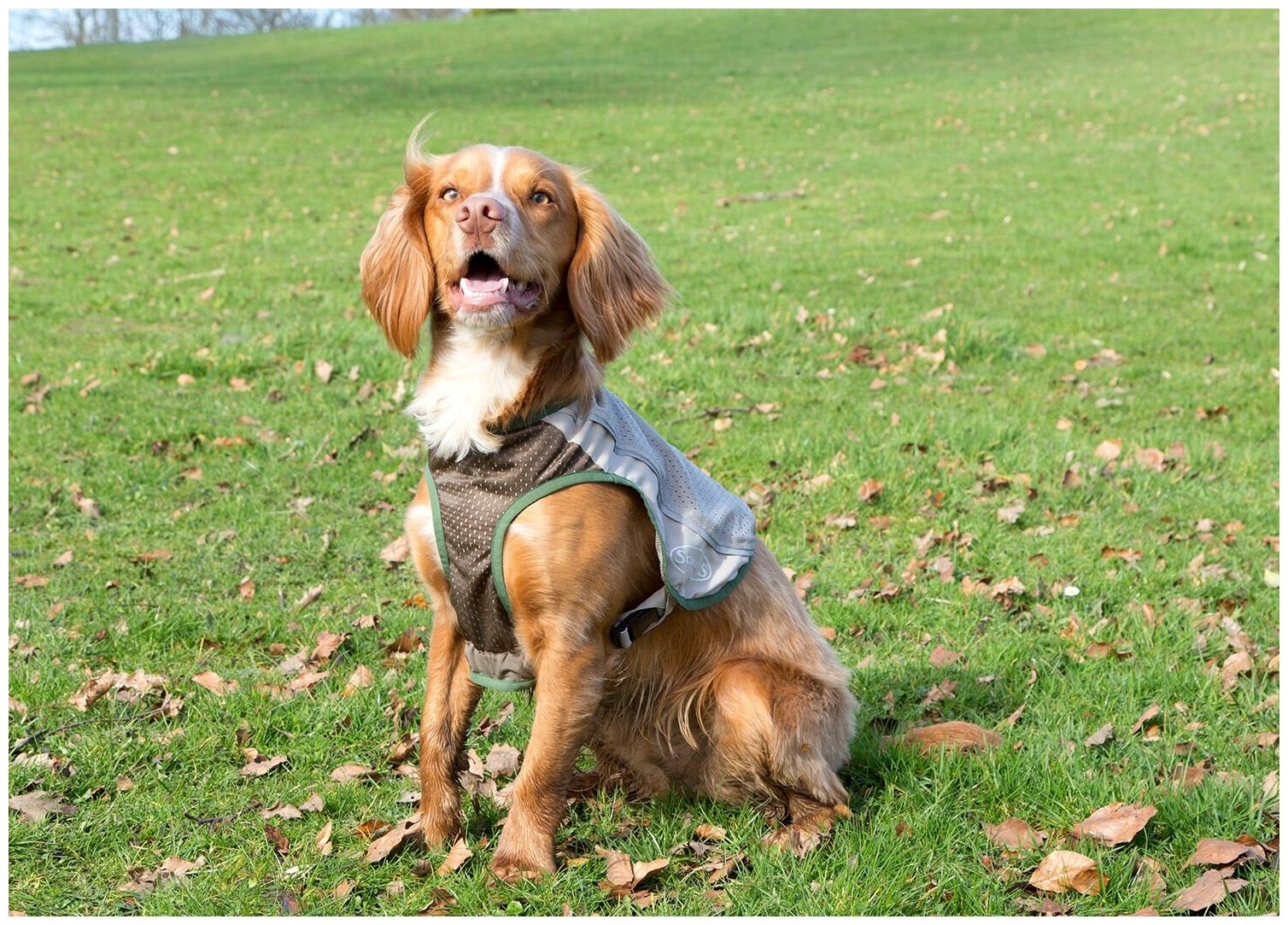 Жилетка защитная д/собак с пропиткой от насекомых SCRUFFS "Insect Shield Dog Vest", XXS (Великобритания) - фотография № 10