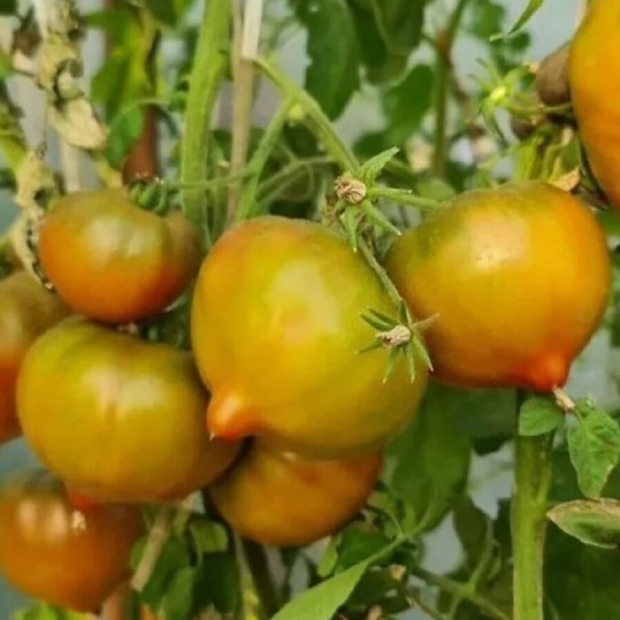 Семена Deodar SEEDS COMPANY Томат Ярсон-1/1 10 шт.