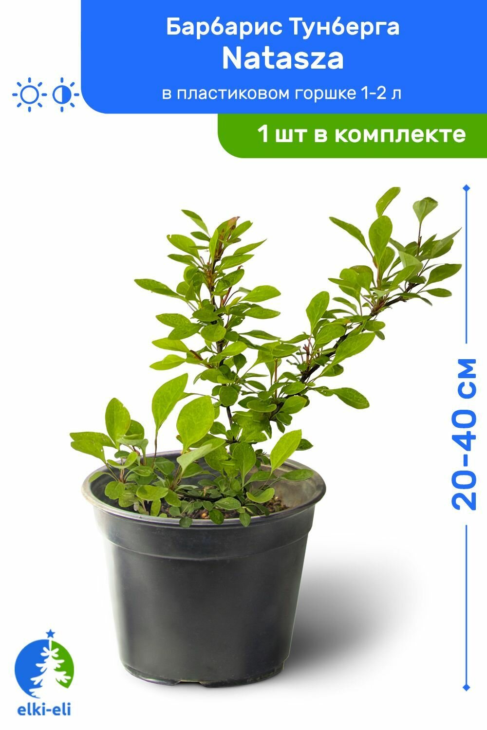 Барбарис Тунберга Natasza (Наташа) 20-40 см в пластиковом горшке 1-2 л, саженец, лиственное живое растение