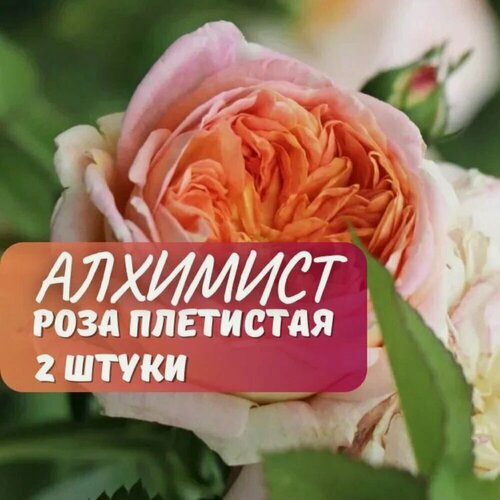 Изображение товара Роза плетистая Алхимист (Alchymist) / 2 шт, морозостойкий сорт