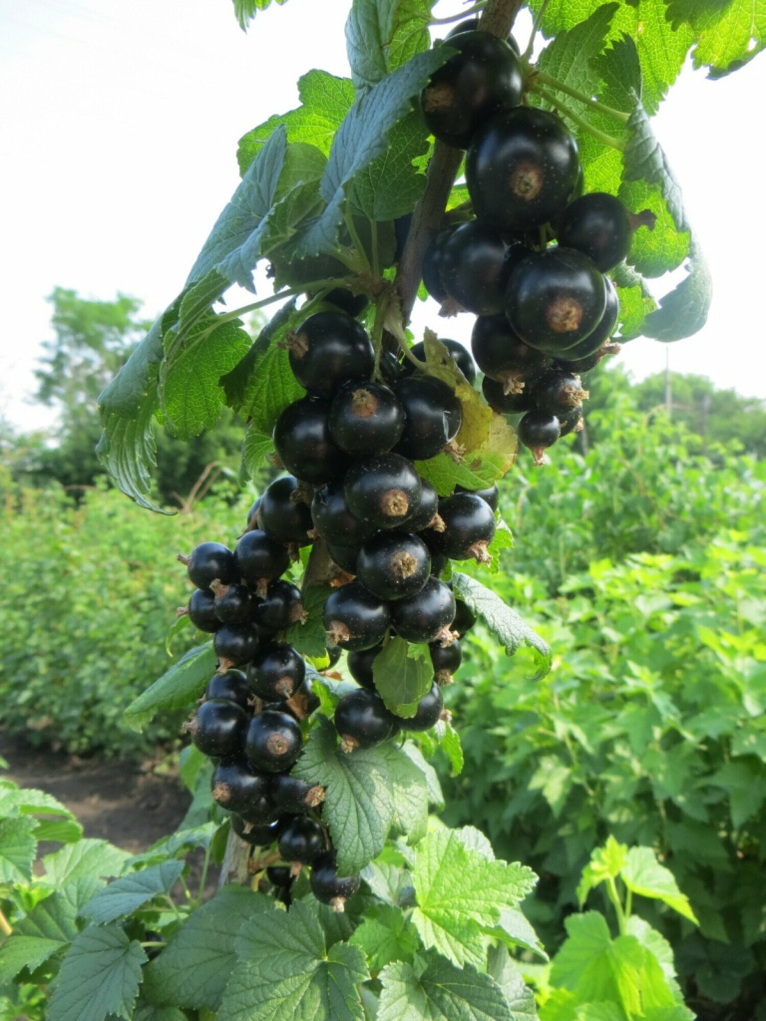 Смородина Биг Бен, черная, многолетняя, морозостойкая, до 6 кг