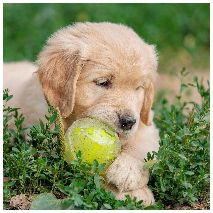 Игрушка для собак"Мяч теннис-косточки 2 в 1",TPR+винил,7,5 см, прозрачная/желтая неон Пижон 7883207 . - фотография № 10