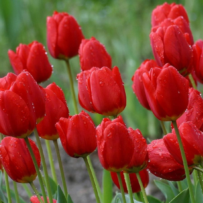 Тюльпан RED IMPRESSION (10 луковиц)