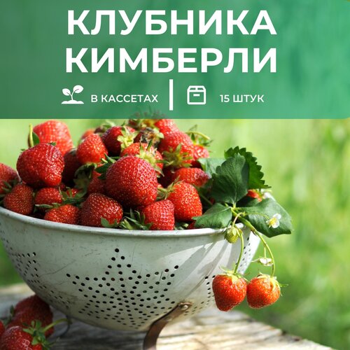 Клубника Кимберли 15 штук саженцев