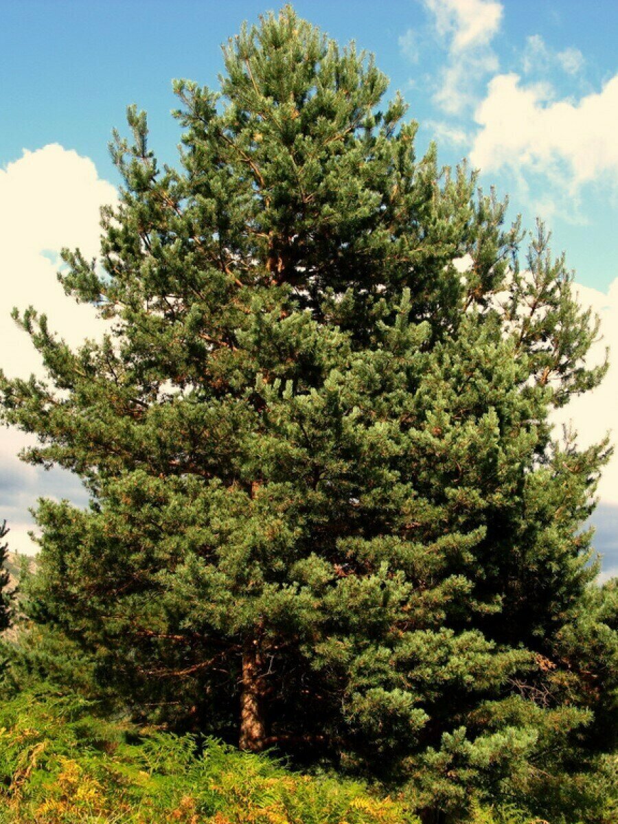 Семена Сосна обыкновенная (Pinus sylvestris), 165 штук