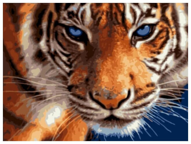 Картина по номерам Взгляд тигра, 30x40 см. Цветной мир ярких идей
