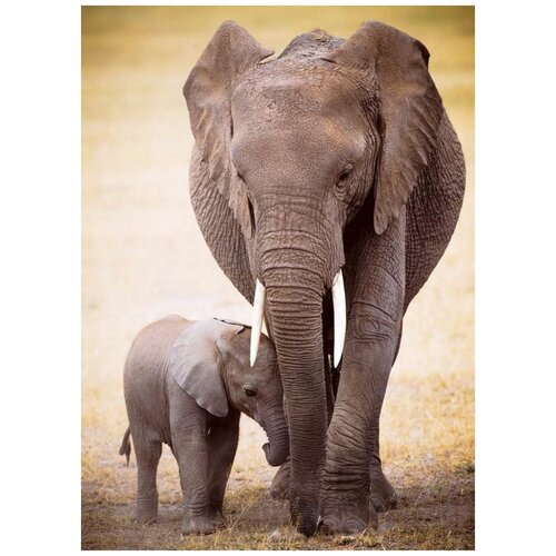 пазл вкладыш слоненок объемный Пазл 1000 Eurographics: Слон и ребенок
