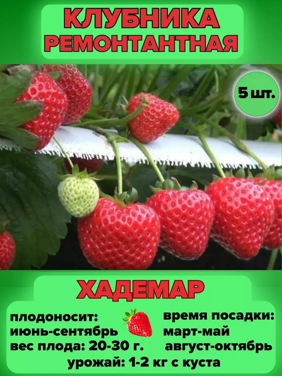 Клубника ремонтантная, саженцы 5 шт.