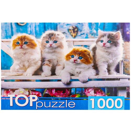 фото Пазлы 1000 toppuzzle "котята скоттиш фолд" рыжий кот