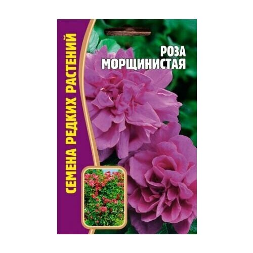 Редкие растения Роза Морщинистая (Rosa rugosa) 10 шт х 1 упаковка