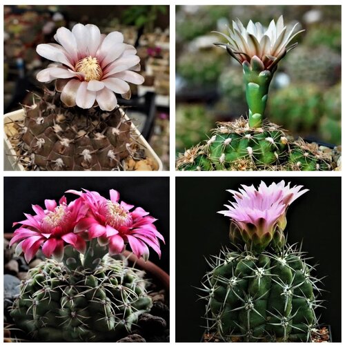 Семена Орешка Суккулент Кактус Gymnocalycium mix 10 шт. семена орешка суккулент кактус gymnocalycium riojense v pipanacoense vg 187 10 шт