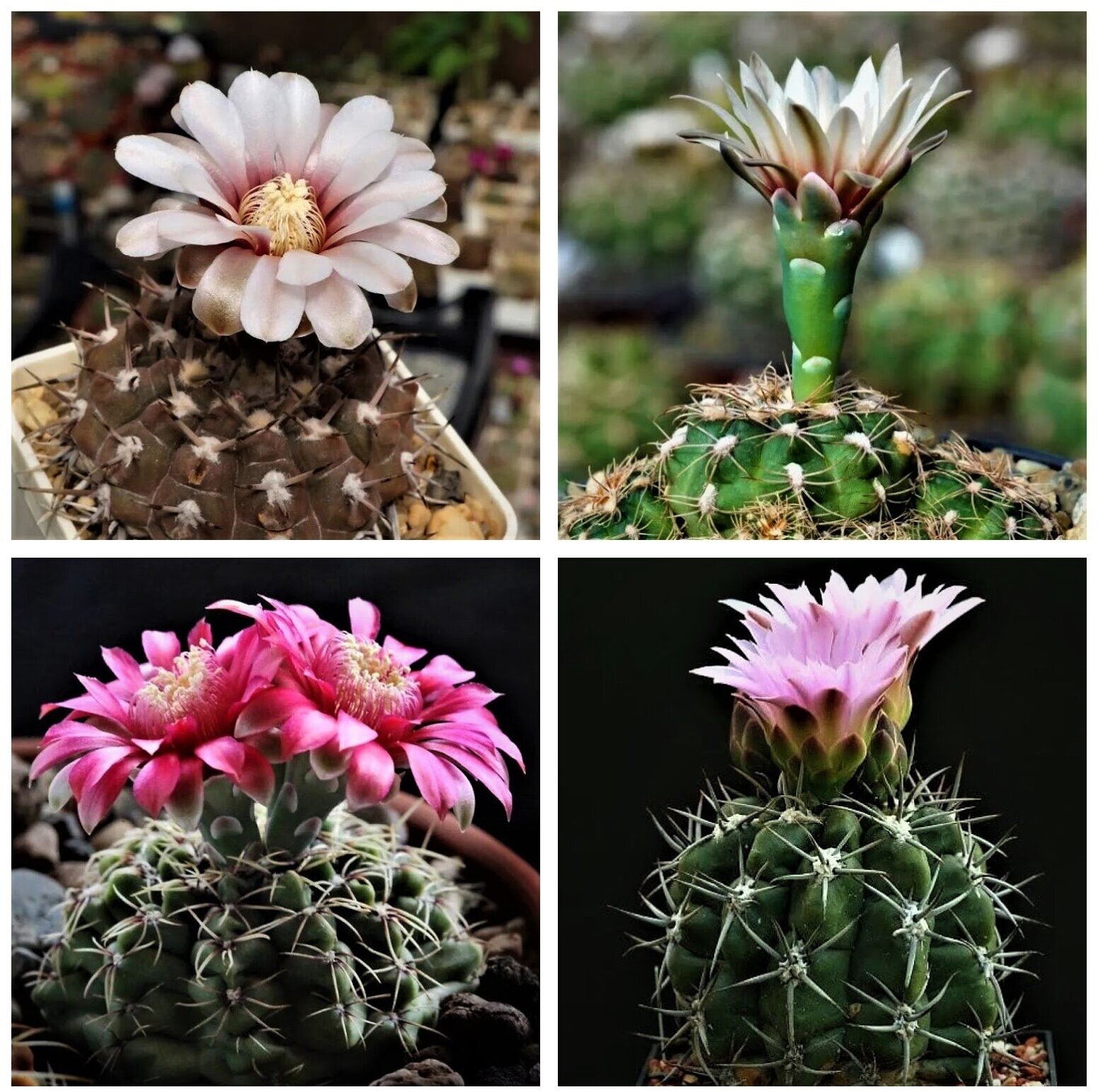 Семена Орешка Суккулент Кактус Gymnocalycium mix 10 шт.