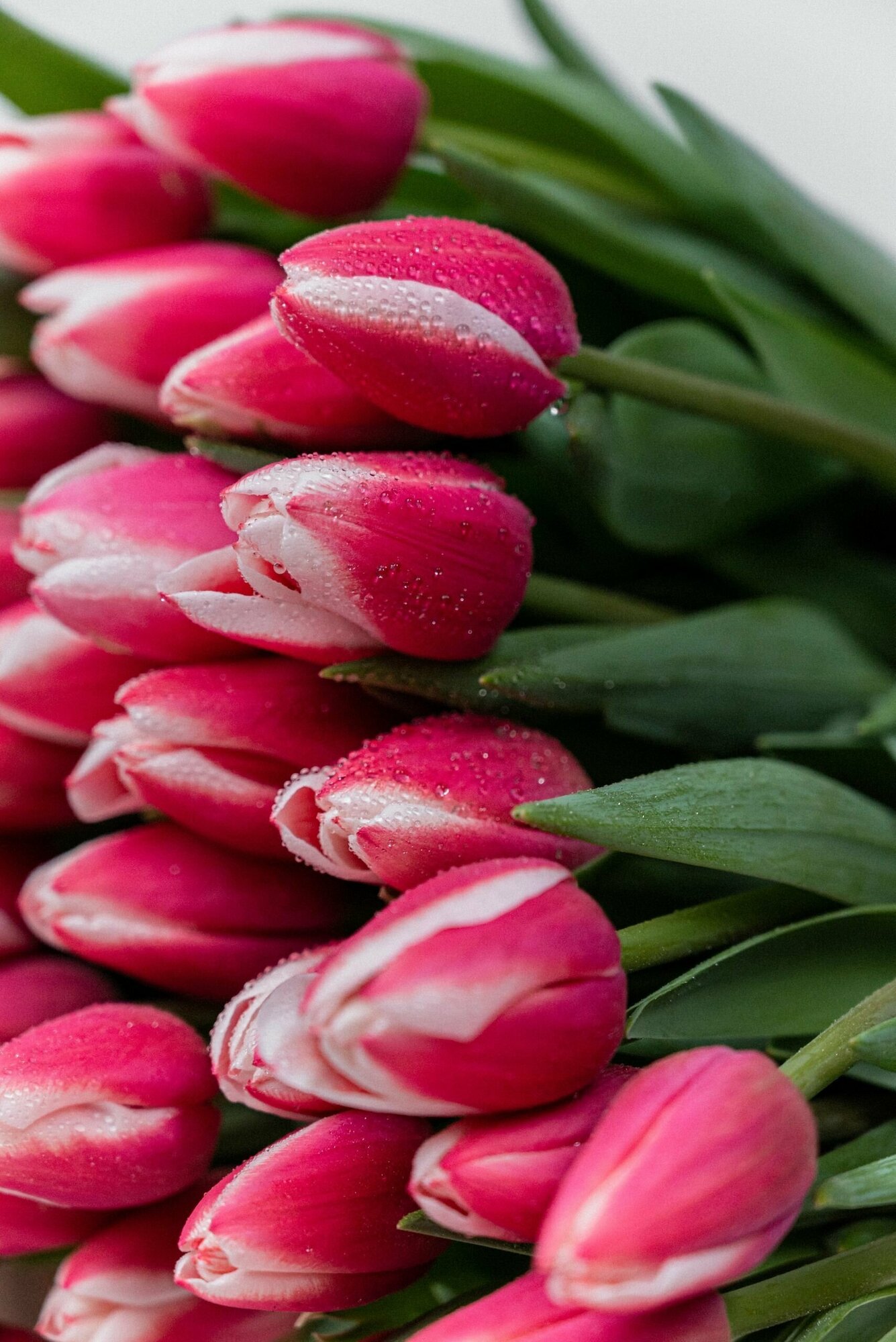 Луковицы цветов тюльпанов 10 шт х 3 комплекта микс - фотография № 8