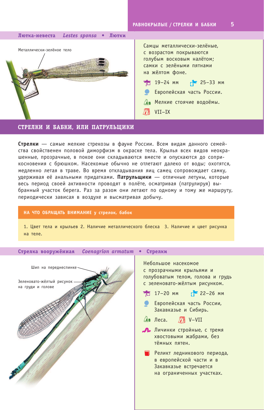 Насекомые России (Полевод Владимир Анатольевич, Гомыранов Илья Алексеевич) - фото №10