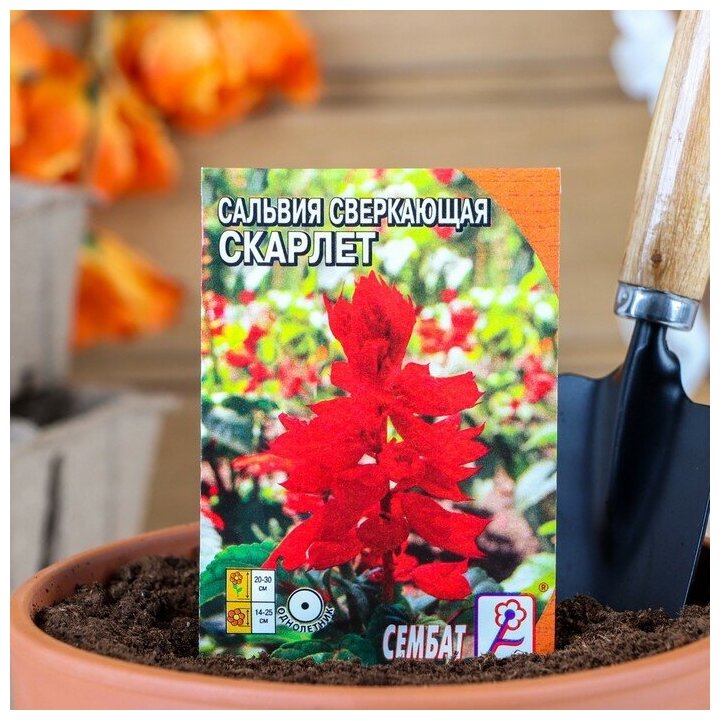 Семена цветов Сальвия сверкающая "Скарлет", 0,05 г