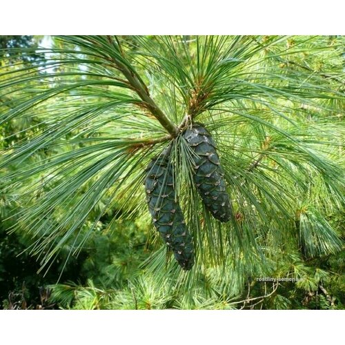 Сосна Гималайская - Сосна Валлиха (лат. Pinus Excelsa) семена 15шт + подарочек сосна гималайская манали семена 10 шт