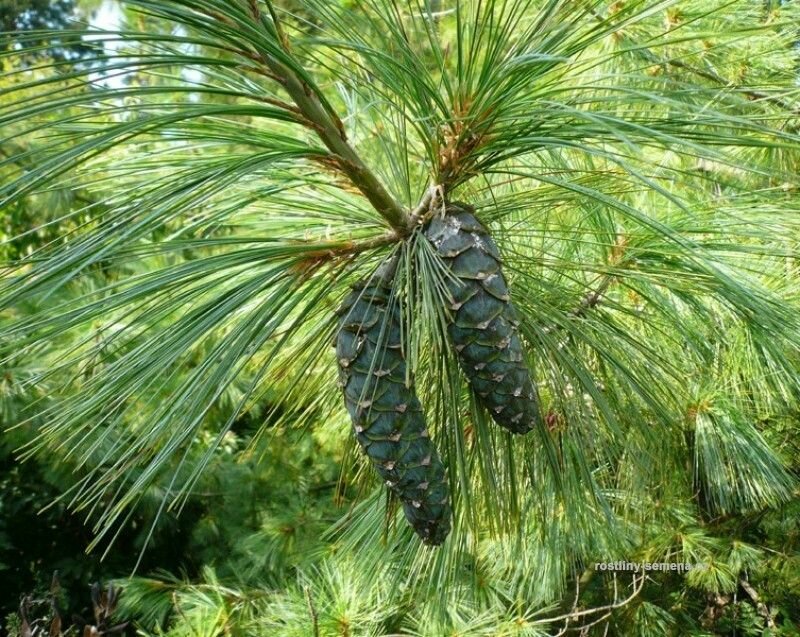 Сосна Гималайская - Сосна Валлиха (лат. Pinus Excelsa) семена 15шт + подарочек