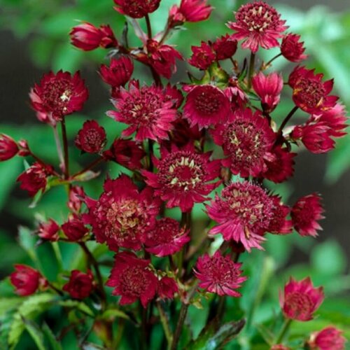 Астранция Руби Веддинг