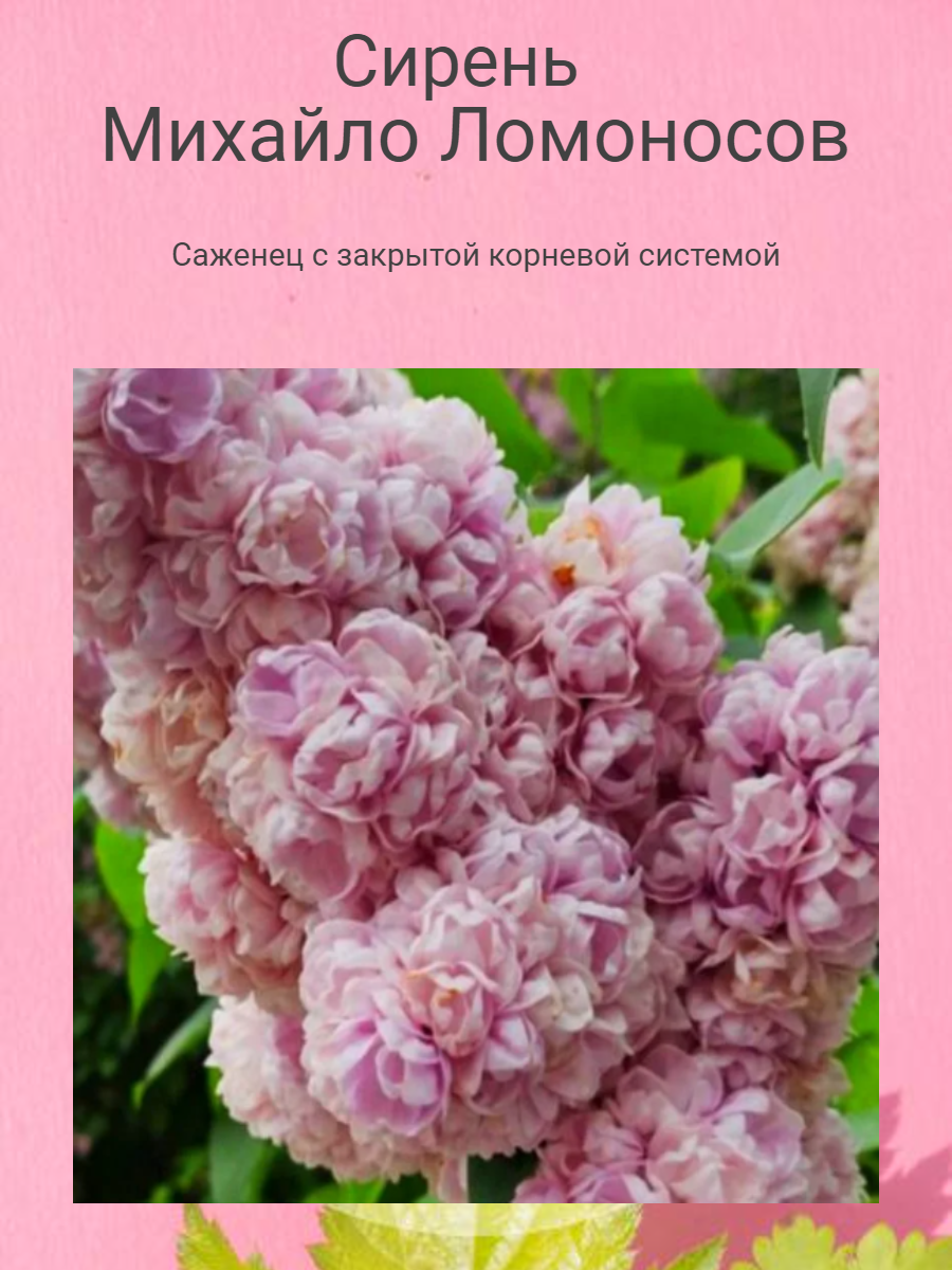 Сирень Михайло Ломоносов (саженец)