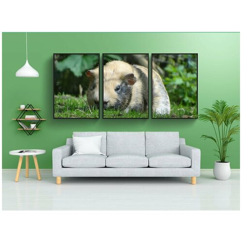 фото Набор модулных постеров для интерьера "морская свинка, домашняя морская свинка, милый" 60x90 см. в тубусе, без рамки lotsprints