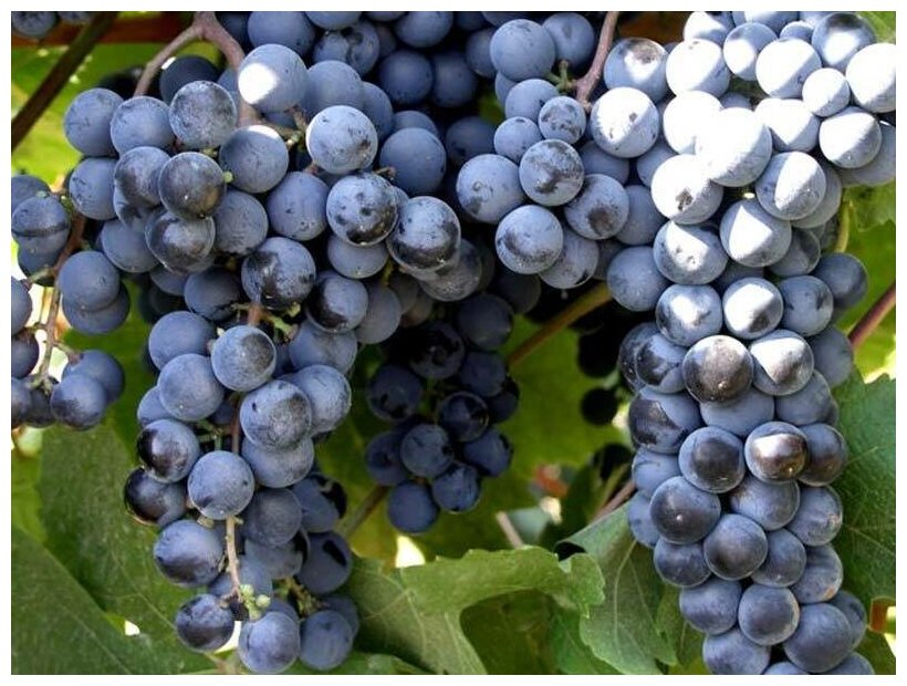 Виноград мускатный черный (лат. Vitis vinifera) семена 15шт + подарочек