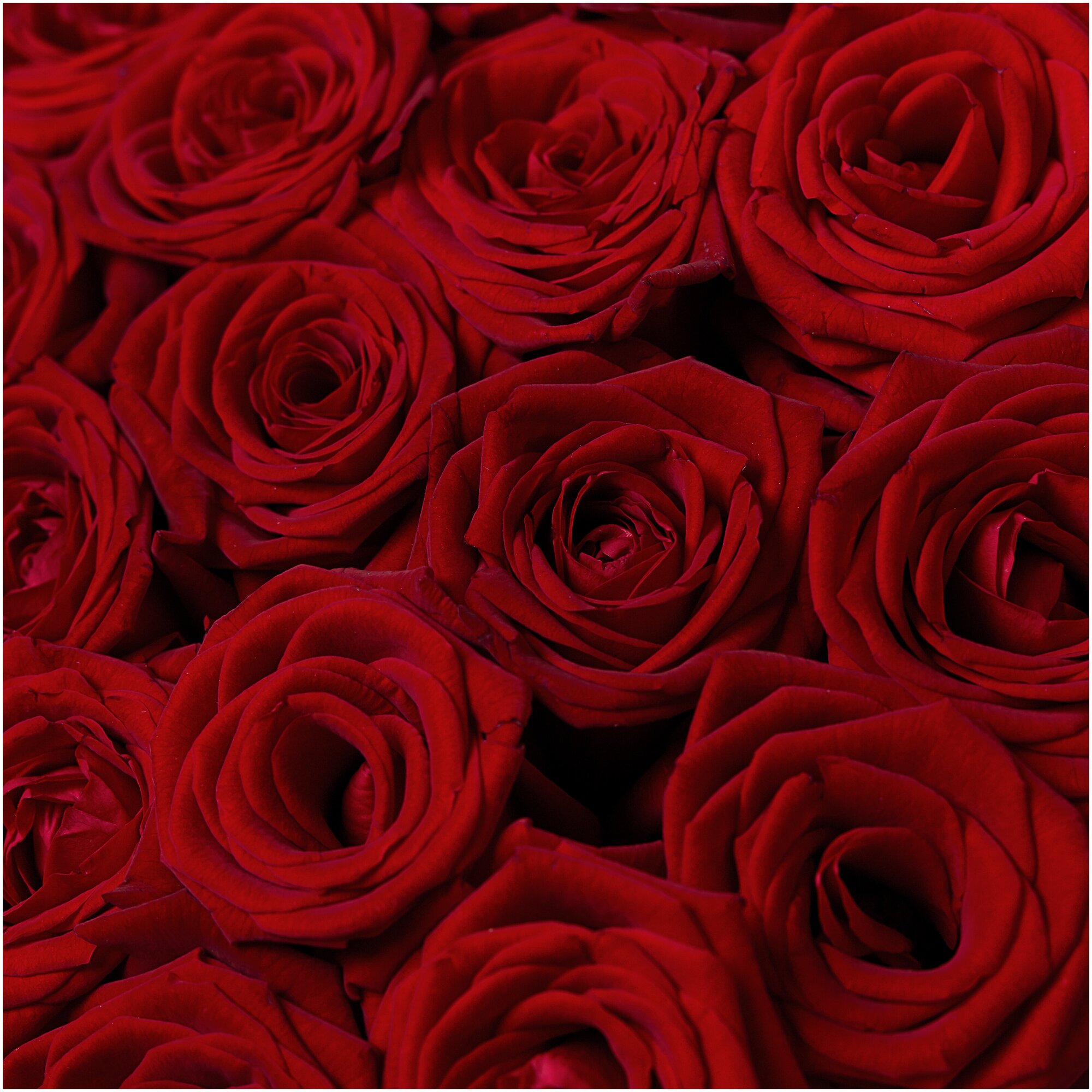 Букет из 19 красных роз. Букет AR0115 ALMOND ROSES
