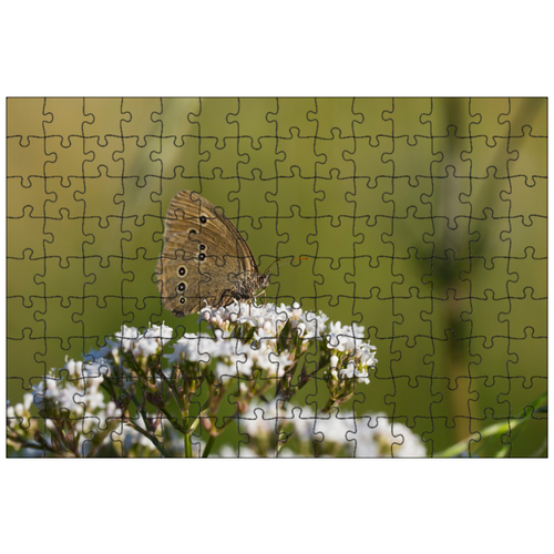 фото Магнитный пазл 27x18см."бабочка, цвести, крылья бабочки" на холодильник lotsprints