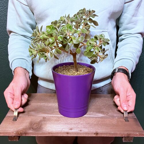 Аихризон в фиолетовом кашпо