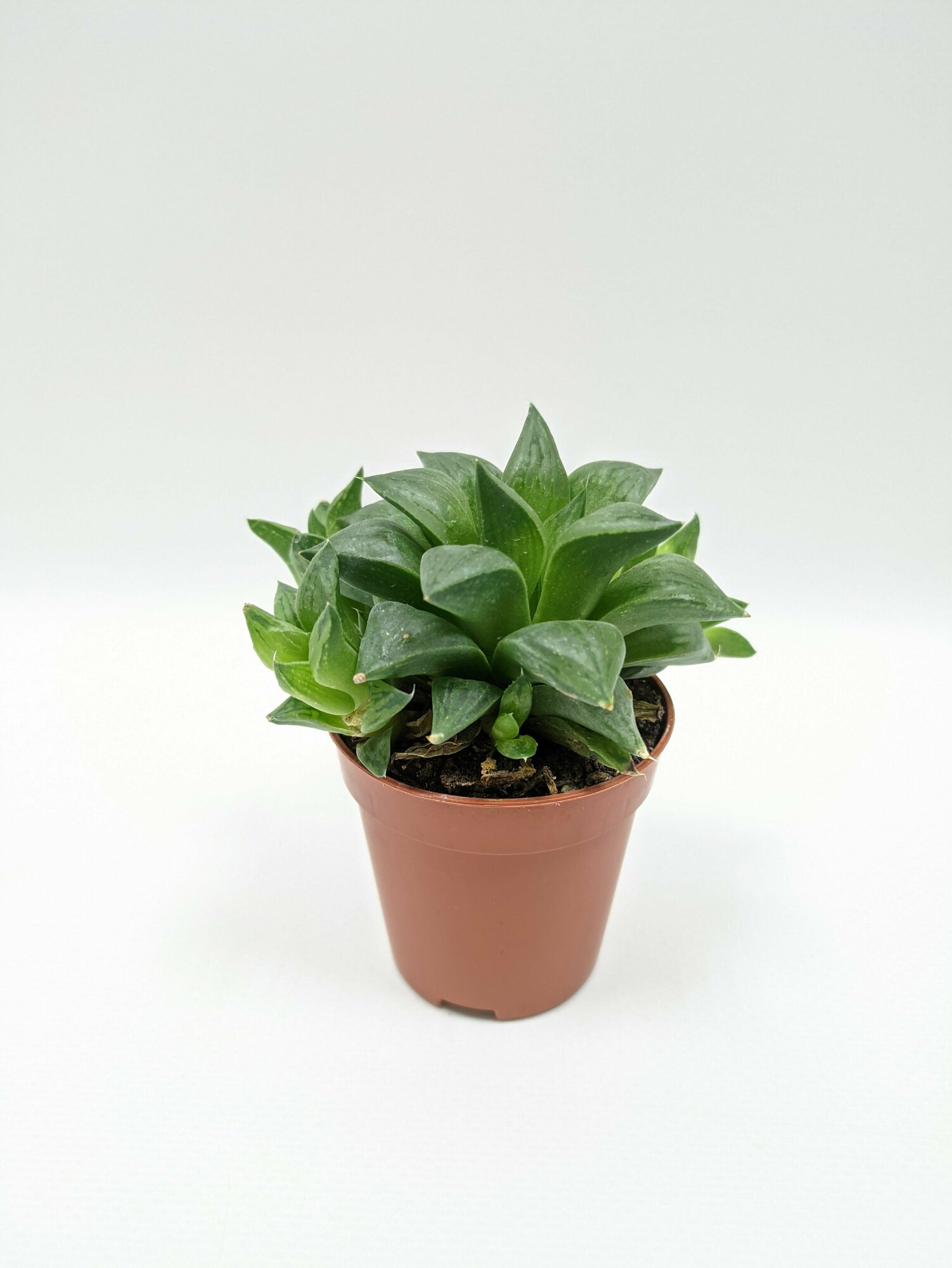 Хавортия Купери Ретуза / диаметр горшка 5см высота растения 5-8см