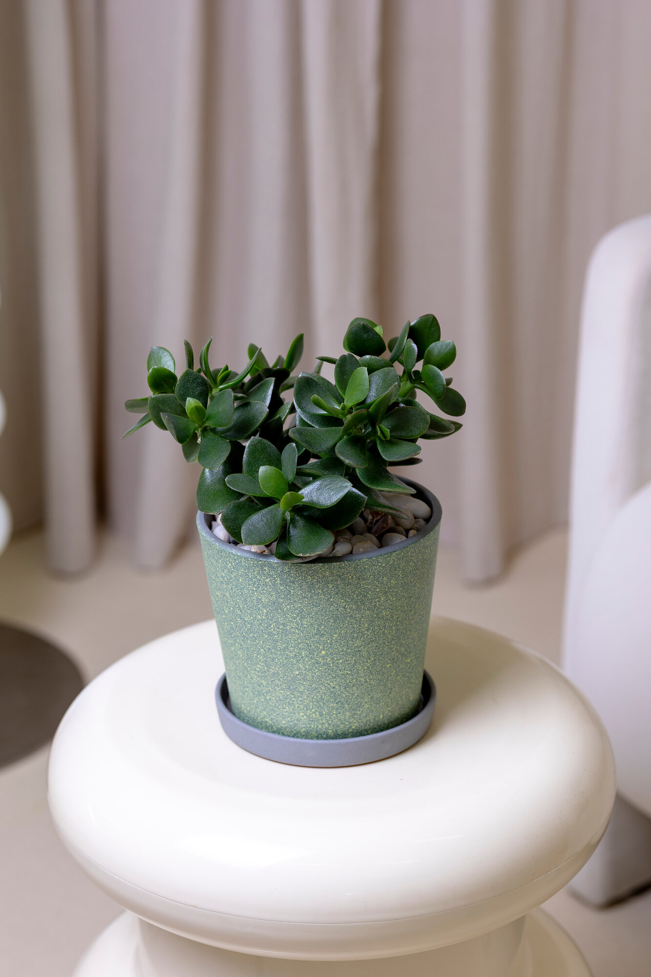 Крассула (денежное дерево) в бетонном горшке от бренда Margo plants