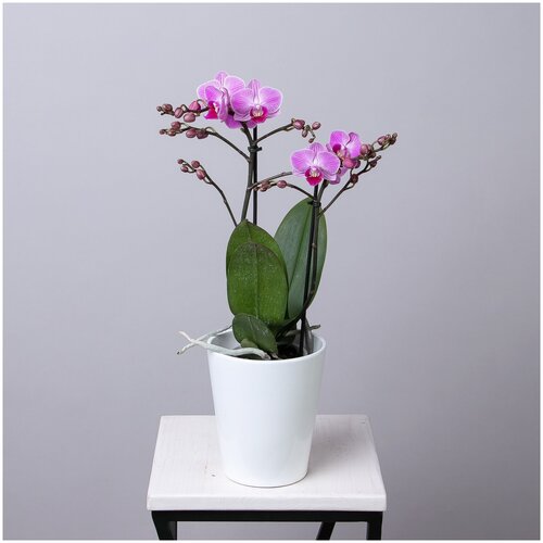 Фаленопсис Колибри Розовый 2 ст (D-9, Н-40)