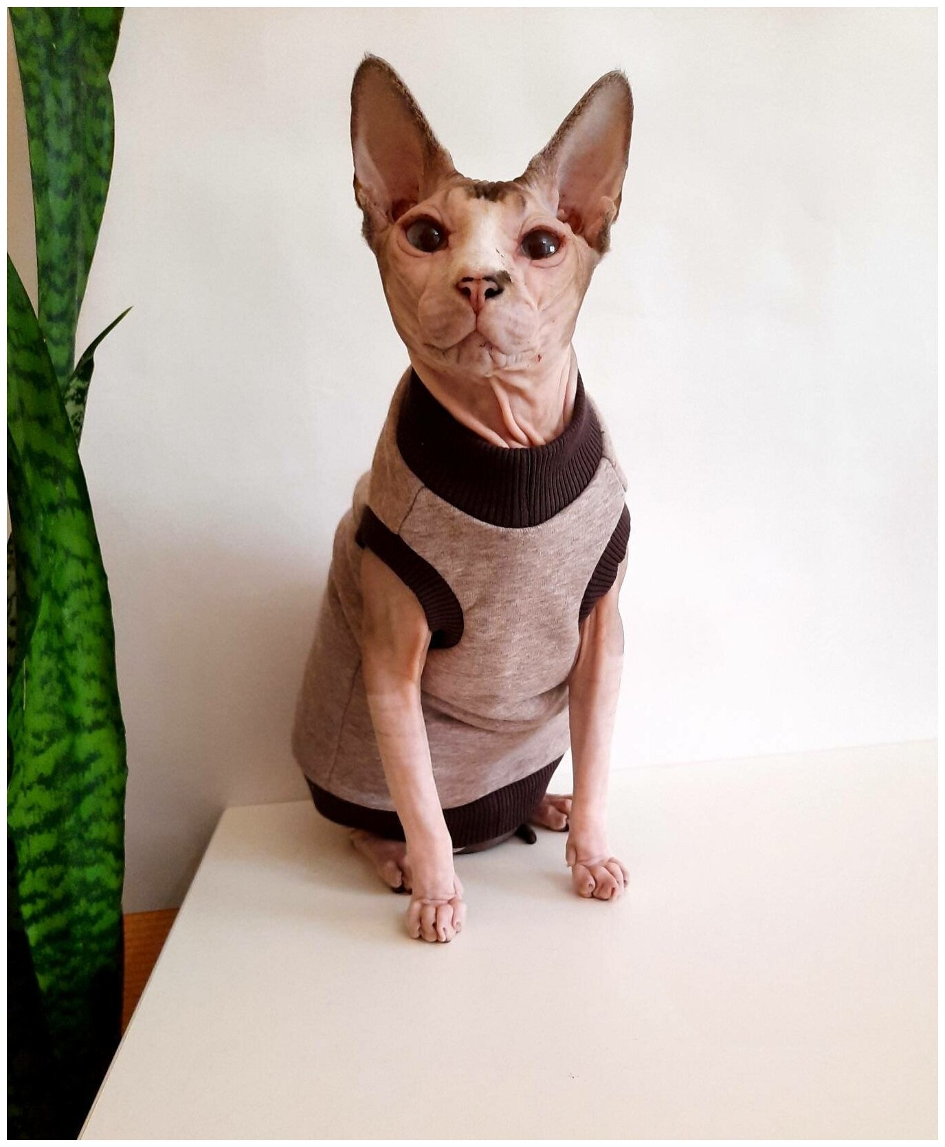 Свитшот для кошек, размер 30 (длина спины 30см), бежевый меланж+шоколад/ толстовка свитшот свитер для кошек сфинкс / одежда для животных - фотография № 9