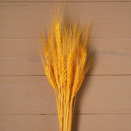 Сухой колос пшеницы, набор 50 шт, цвет жeлтый