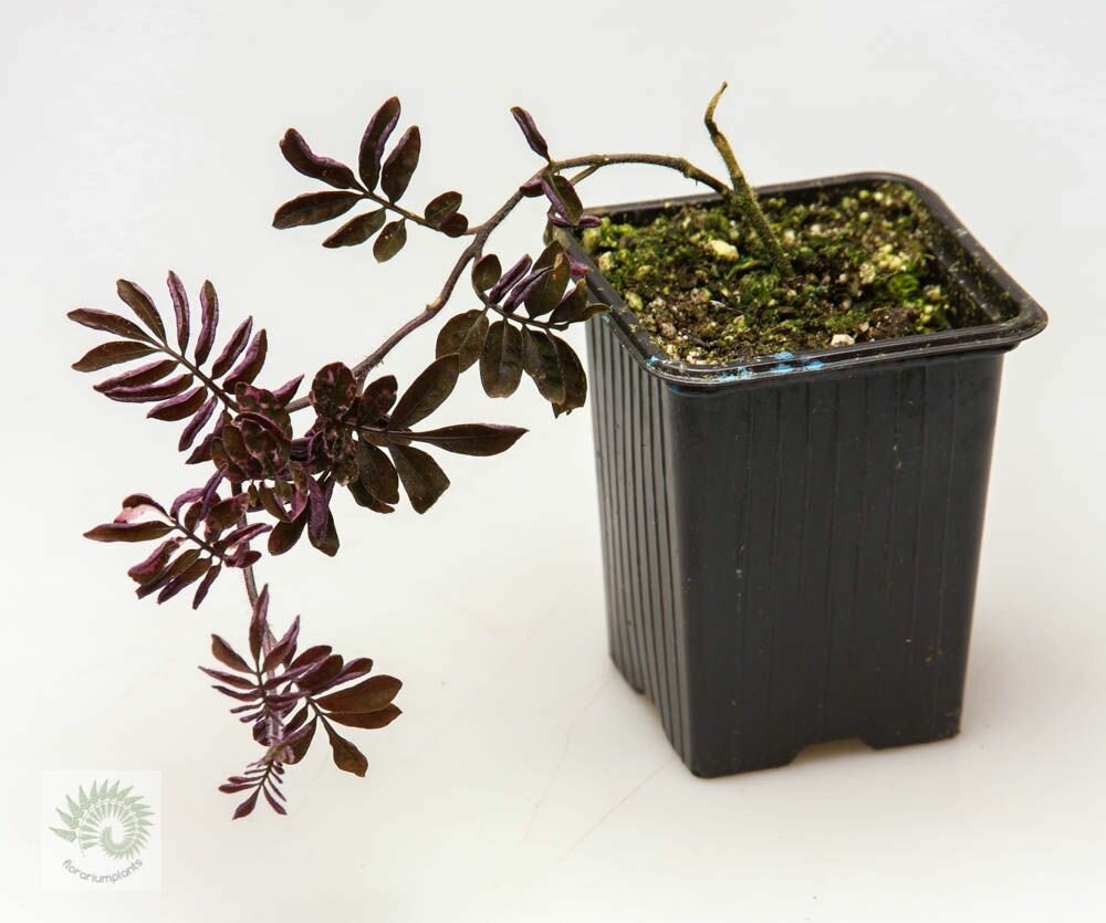Solanum Uleanum Purple (Соланум Улеанум Перпл)