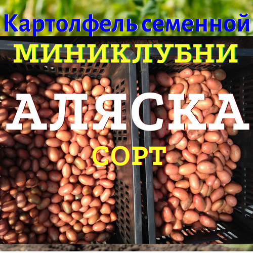 Картофель семенной миниклубни высшая категория сорт аляска селекционный семенной картофель мини клубни легенда из лаборатории 10 шт